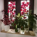Descalzos Angel With Private Terrace Free Parking דירה רונדה