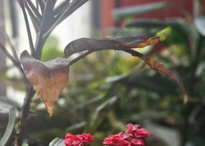 Apartmán Descalzos Angel With Private Terrace Free Parking