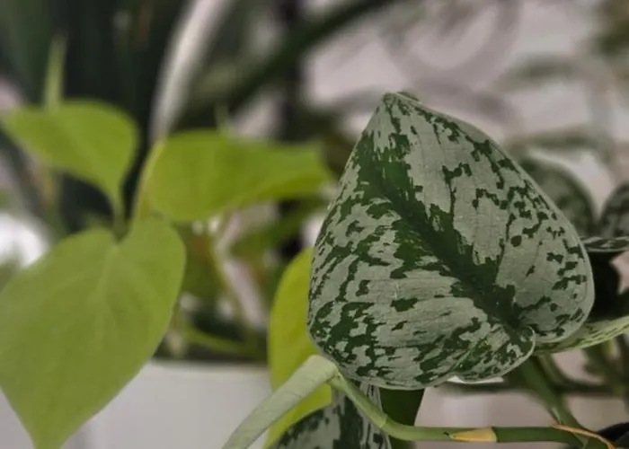 Descalzos Angel With Private Terrace Free Parking