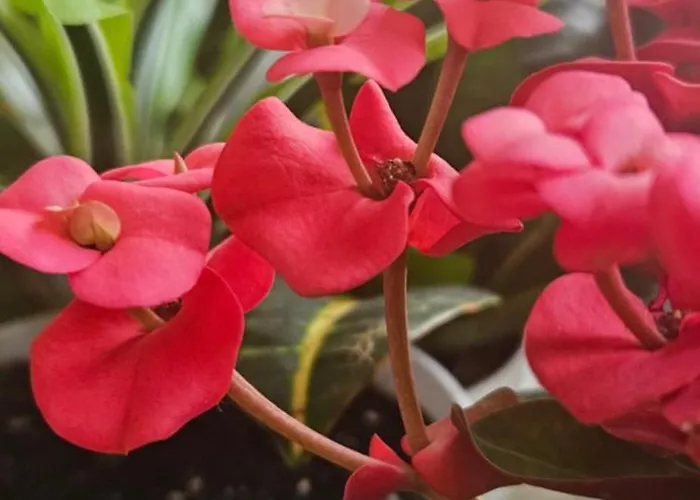 Appartement Descalzos Angel With Private Terrace Free Parking *