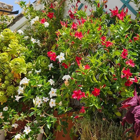 Descalzos Angel With Private Terrace Free Parking * Ronda