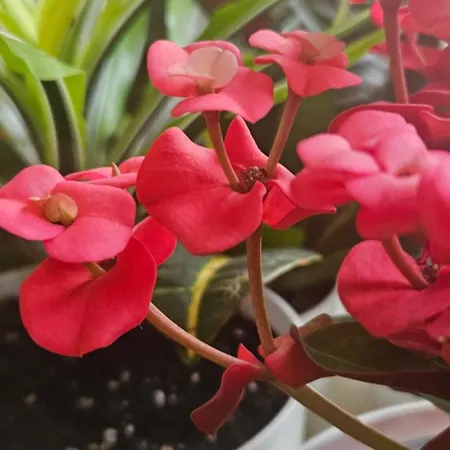 Lejlighed Descalzos Angel With Private Terrace Free Parking *