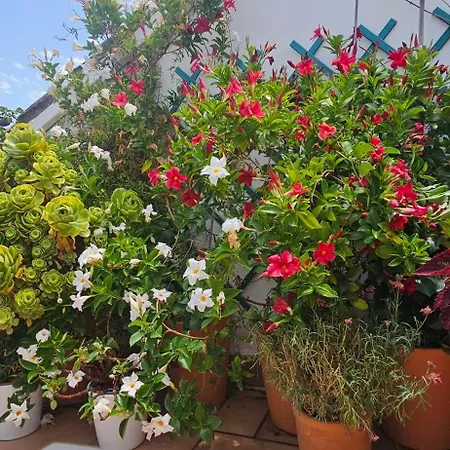 Descalzos Angel With Private Terrace Free Parking روندا